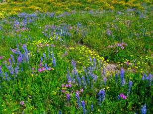 Wildflowers on Dunraven Pass-8492.jpg